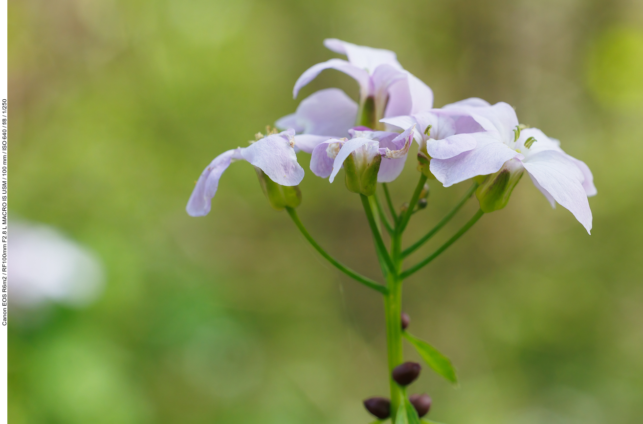 Wiesen-Schaumkraut [Cardamine pratensis]