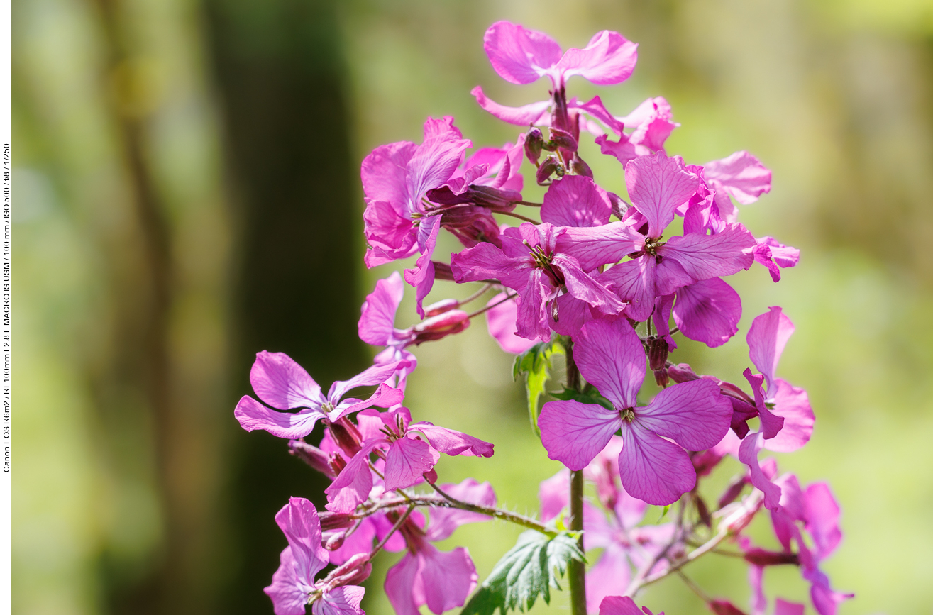 (Vermutlich) Ausdauerndes Silberblatt [Lunaria rediviva]