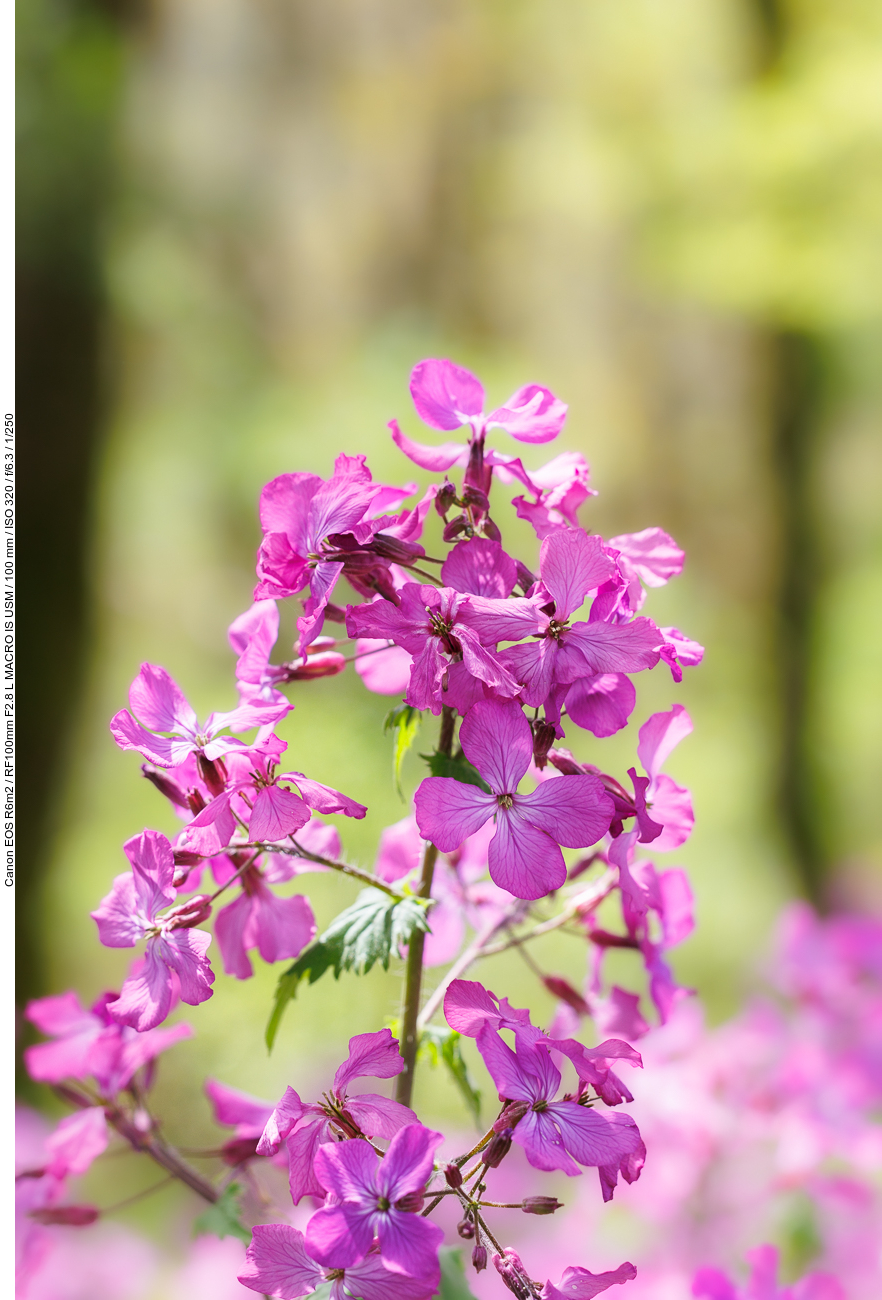 (Vermutlich) Ausdauerndes Silberblatt [Lunaria rediviva]