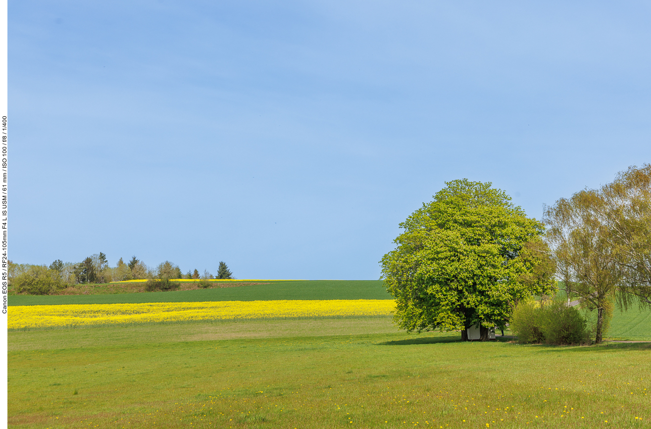 Tolle Rosskastanie in schöner Landschaft
