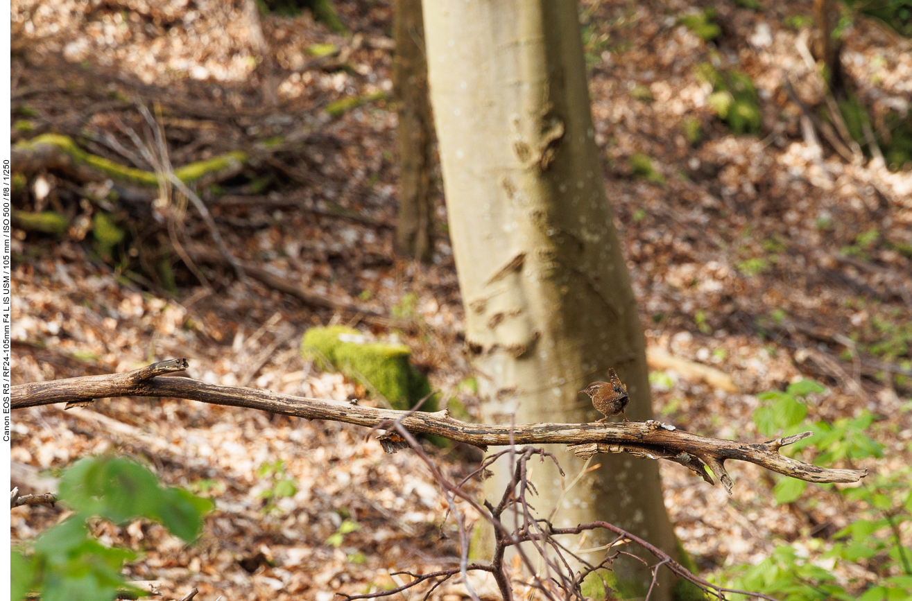 Zaunkönig [Troglodytes troglodytes], leider zu weit weg :-(