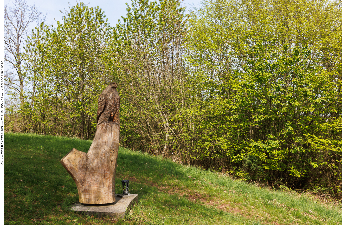 Holzfalke an der Falkenlay