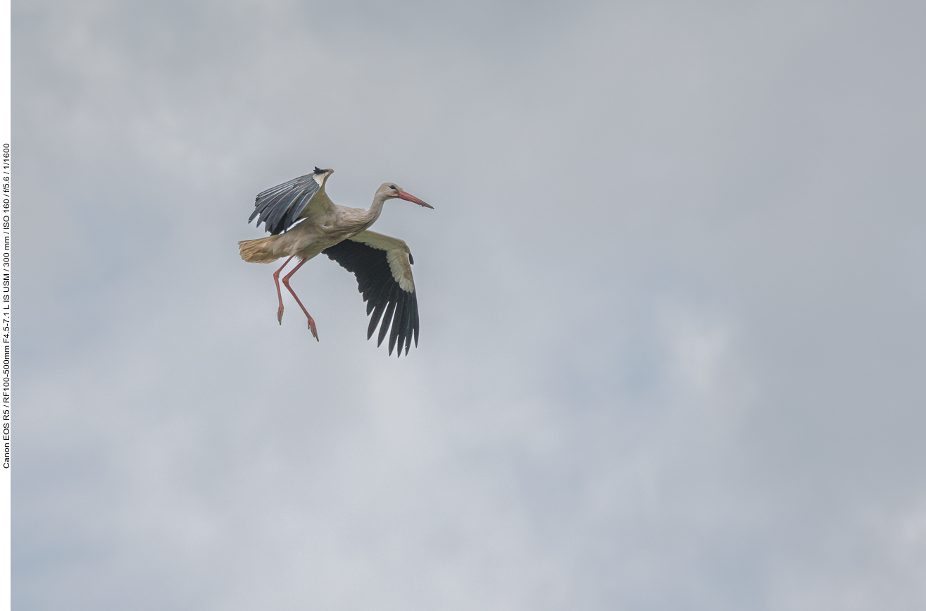 Storch im Anflug