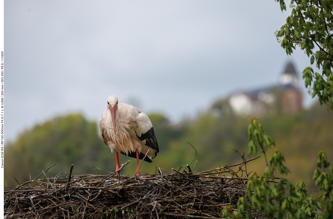 Storch beim Ordnen der Eier