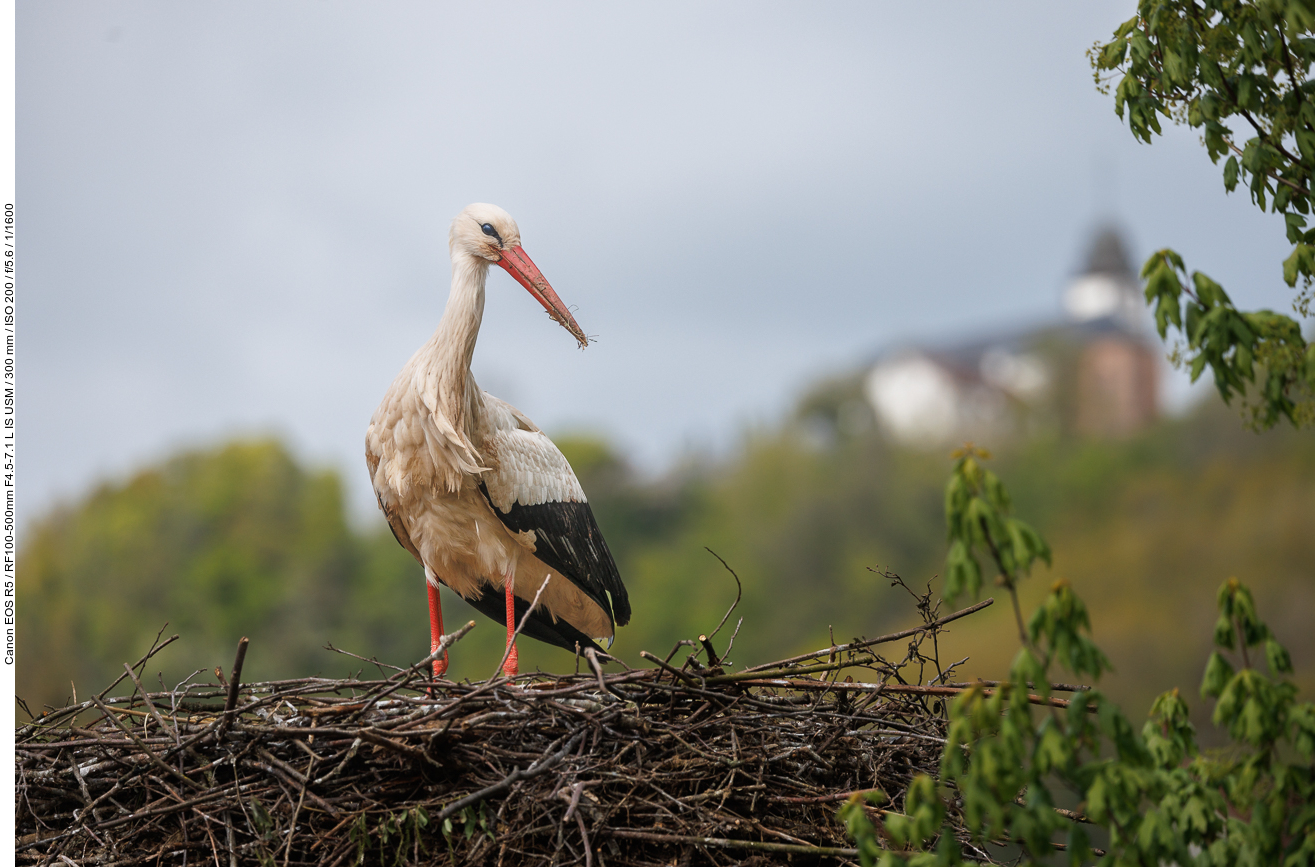 Storch mit Probsteikirche im Hintergrund