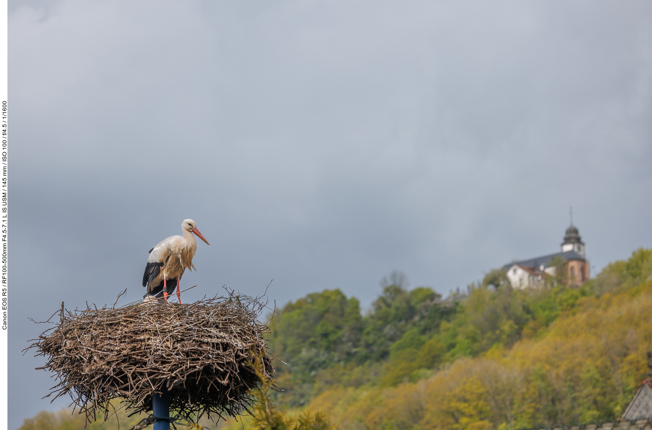 Storch mit Probsteikirche im Hintergrund