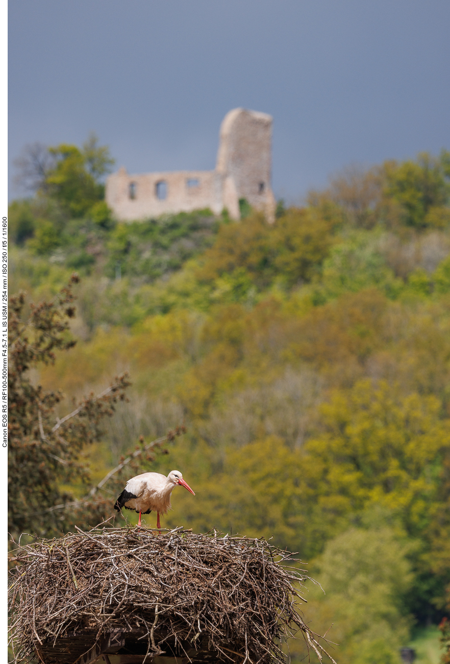 Storch mit Michelsburgruine im Hintergrund