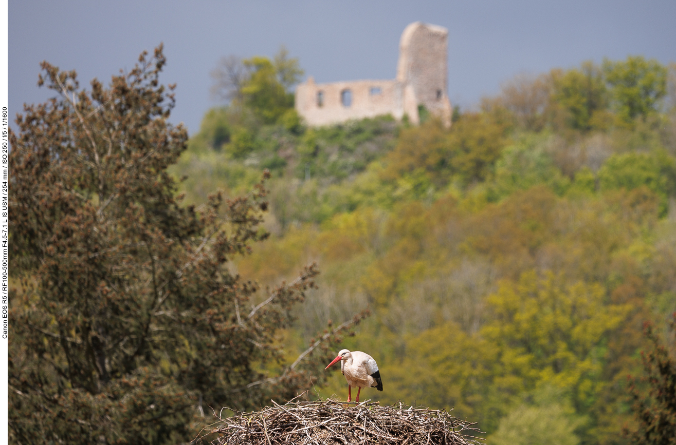 Storch mit Michelsburgruine im Hintergrund