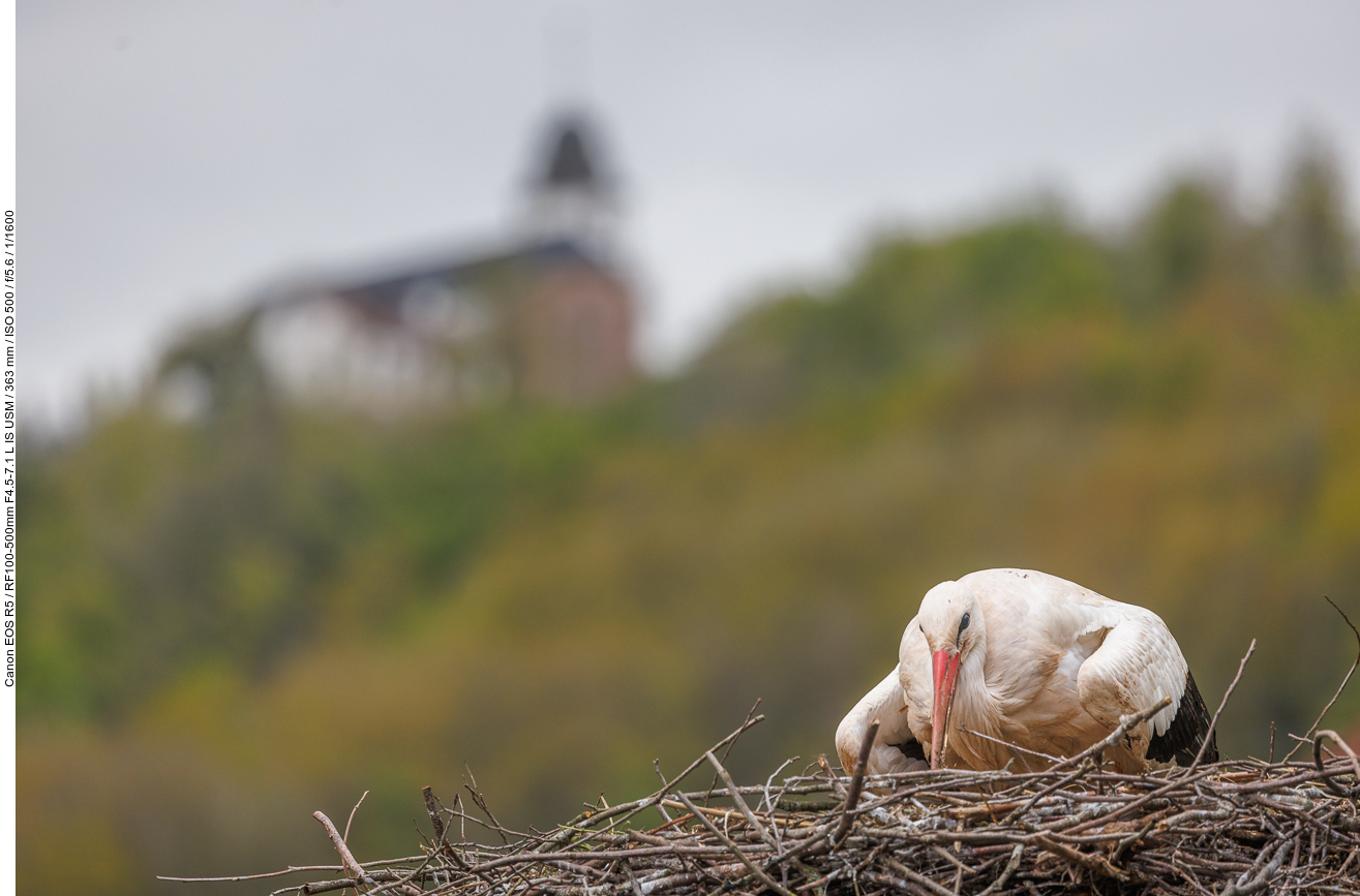 Storch im Nest mit Probsteikirche im Hintergrund