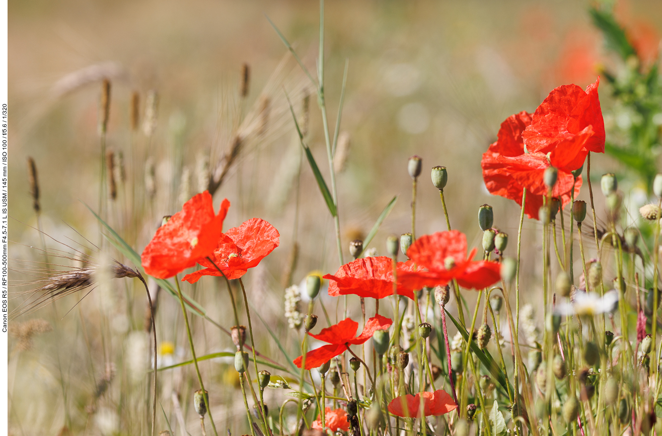 Klatschmohn [Papaver rhoeas]