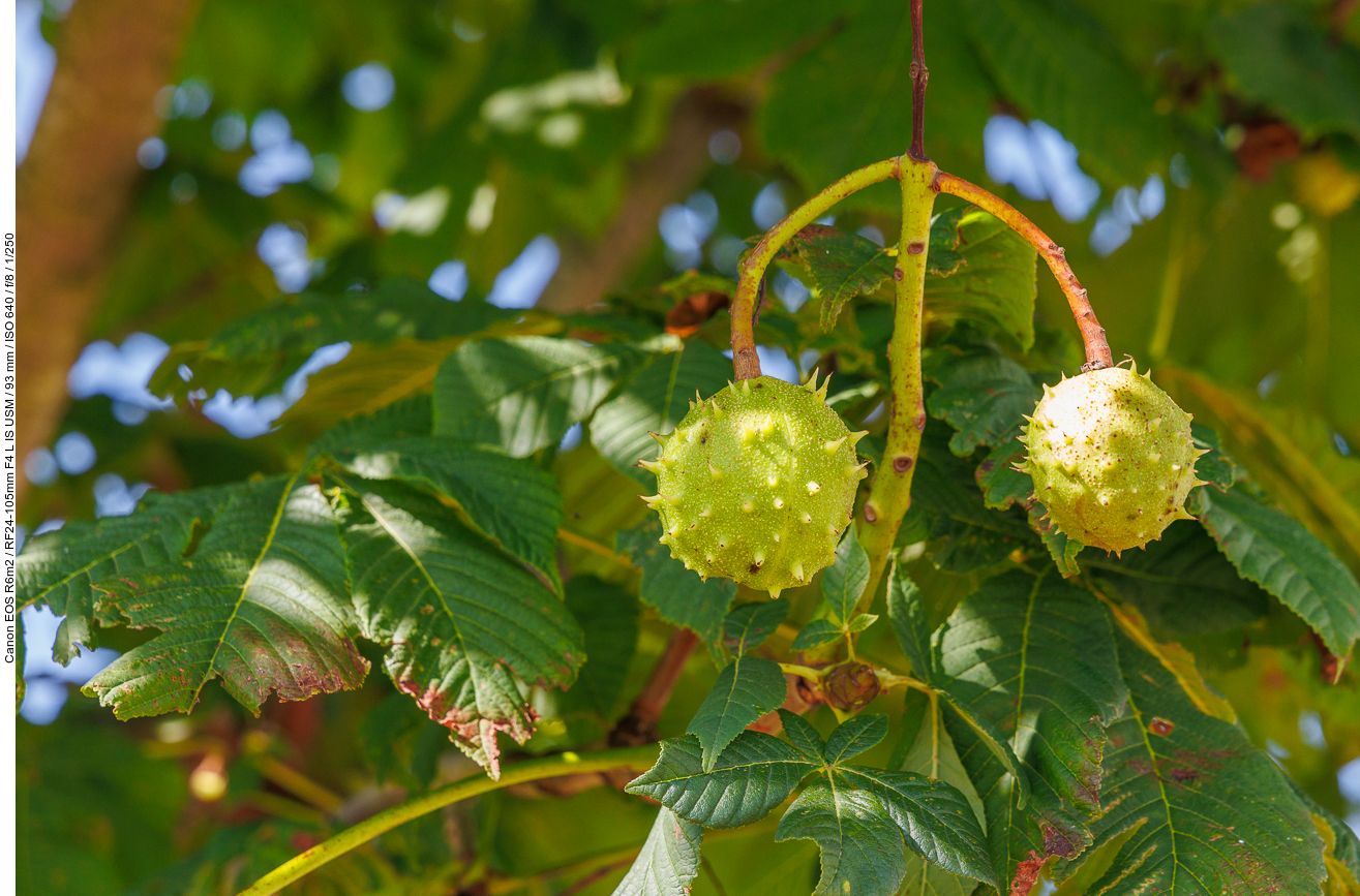 Gewöhnliche Rosskastanie [Aesculus hippocastanum]