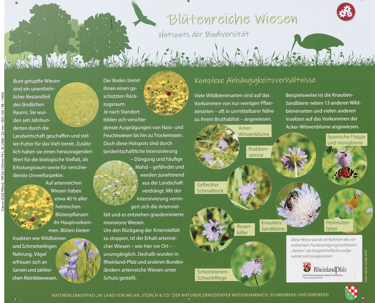 Infos zu blütenreichen Wiesen
