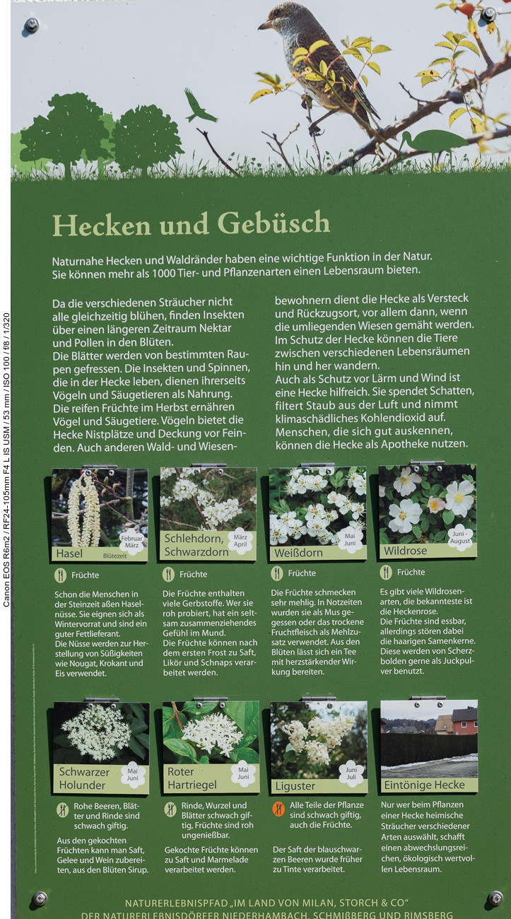 Infos zu Hecken und Gebüschen