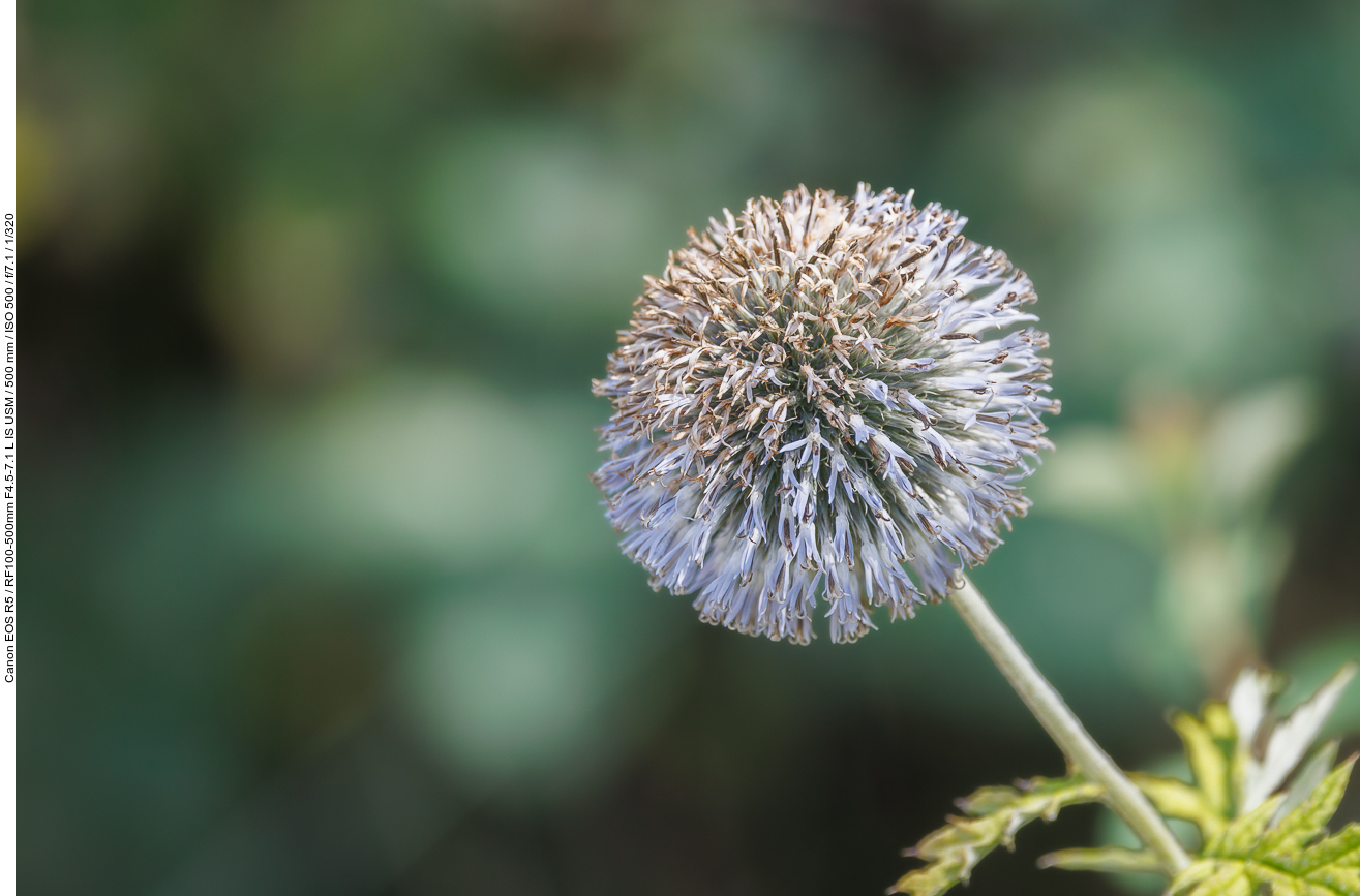 Drüsenlose Kugeldistel [Echinops exaltatus]