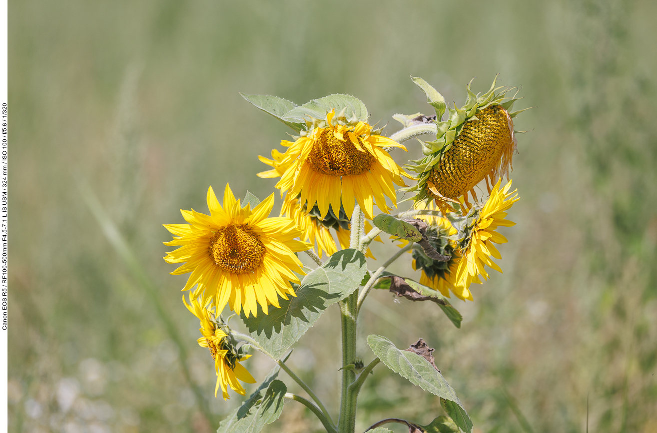 Gewöhnliche Sonnenblume [Helianthus annuus]