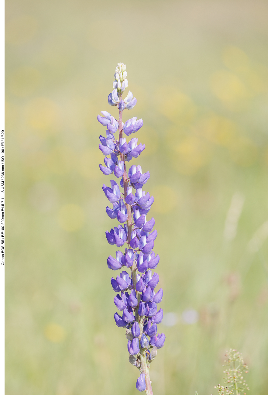 Ausdauernde Lupine [Lupinus perennis]