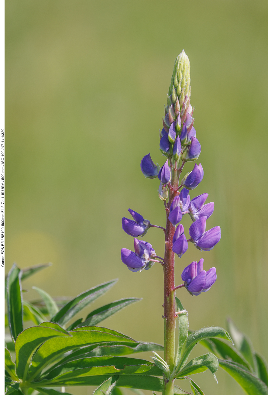 Ausdauernde Lupine [Lupinus perennis]