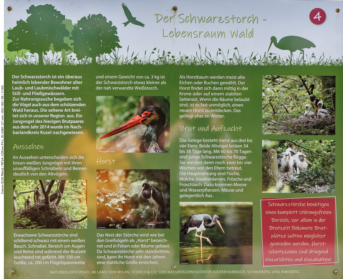 Infotafel Nr. 4: Der Schwarzstorch - Lebensraum Wald