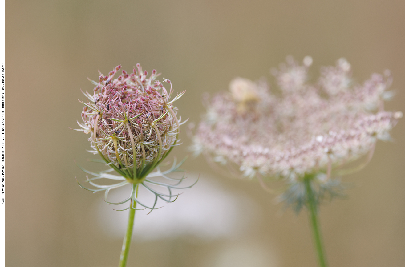 Wilde Möhre [Daucus carota]