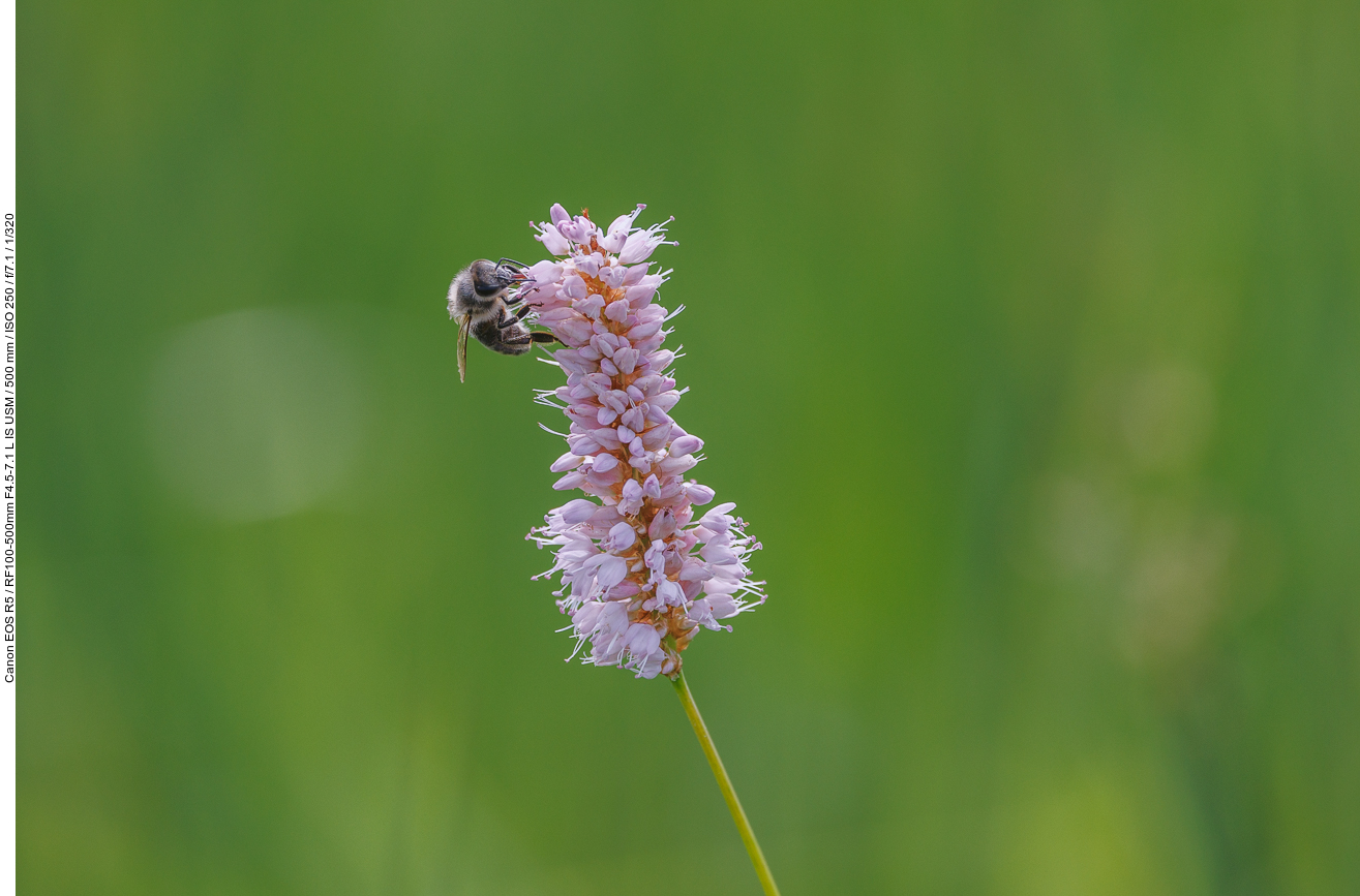 Schlangen Knöterich [Bistorta officinalis] mit Besuch einer Wildbiene