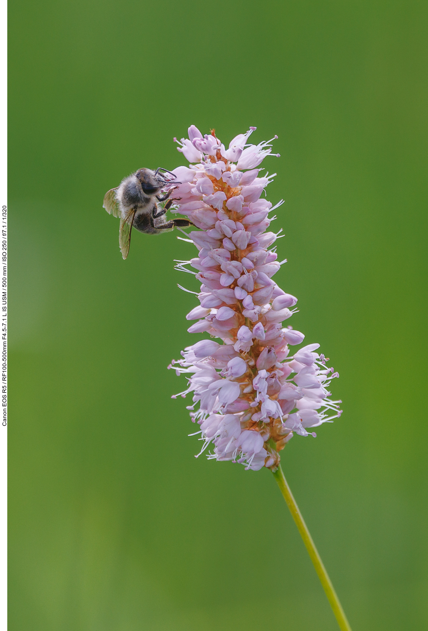 Schlangen Knöterich [Bistorta officinalis] mit Besuch einer Wildbiene