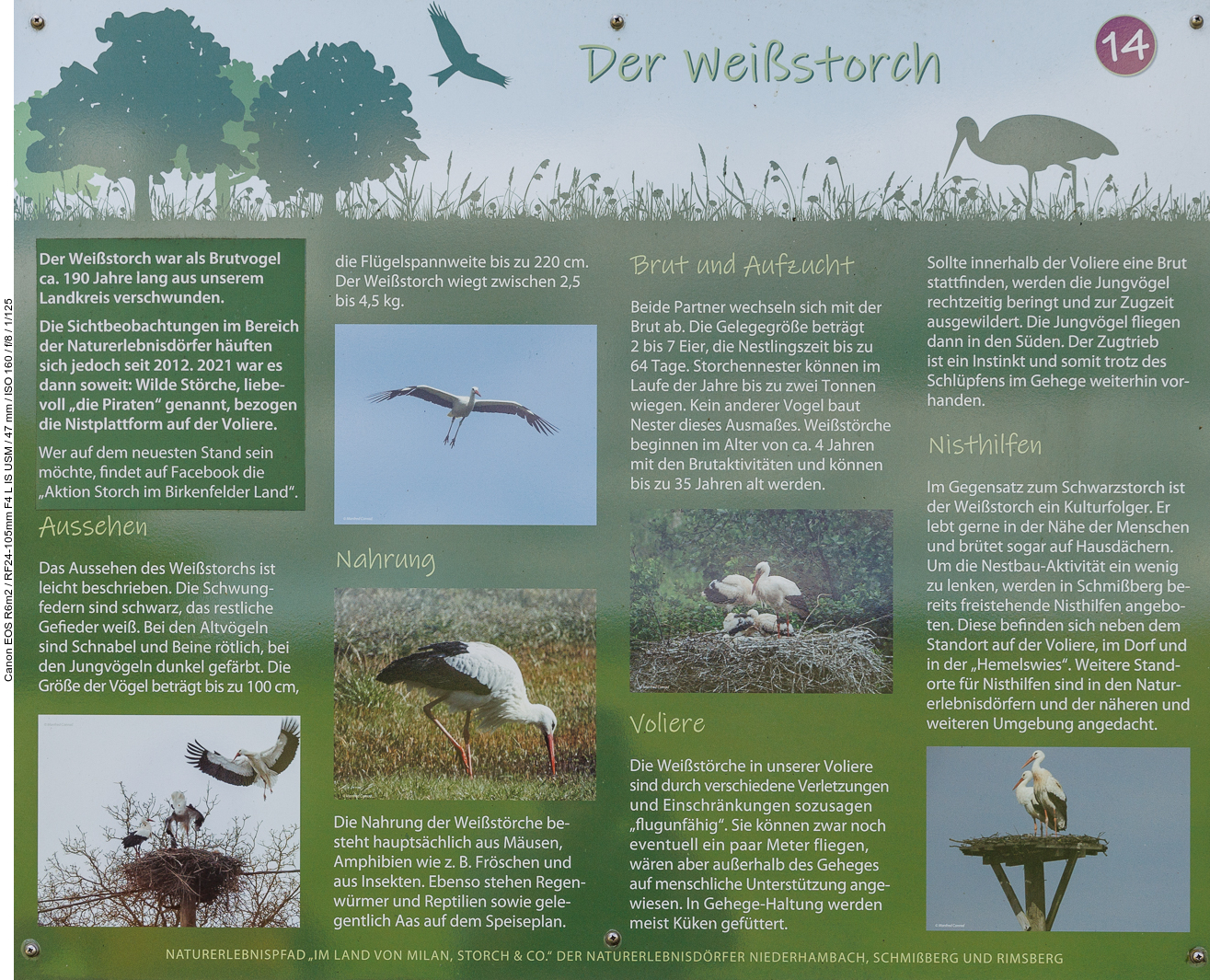 Infotafel Nr. 14: Der Weißstorch