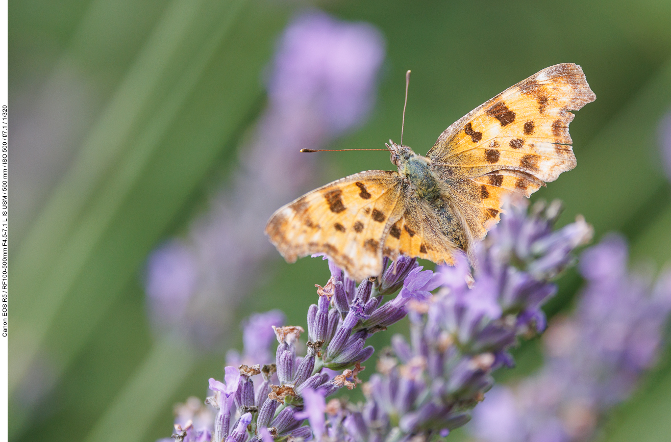 Großer Perlmutterfalter [Argynnis aglaja] auf Echtem Lavendel [Lavandula angustifolia]