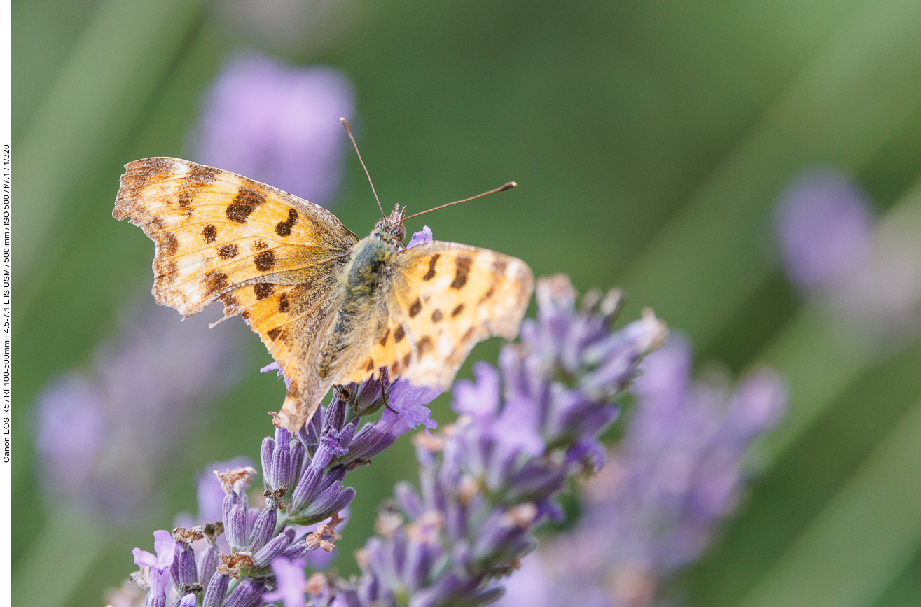 Großer Perlmutterfalter [Argynnis aglaja] auf Echtem Lavendel [Lavandula angustifolia]
