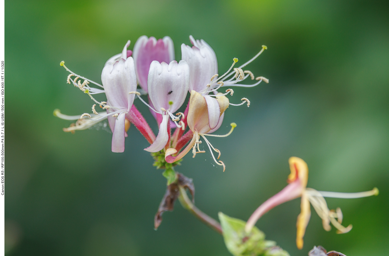Wald-Geißblatt [Lonicera periclymenum]