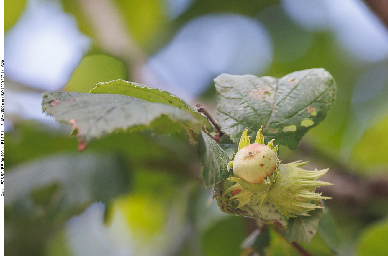 Hasel [Corylus avellana]