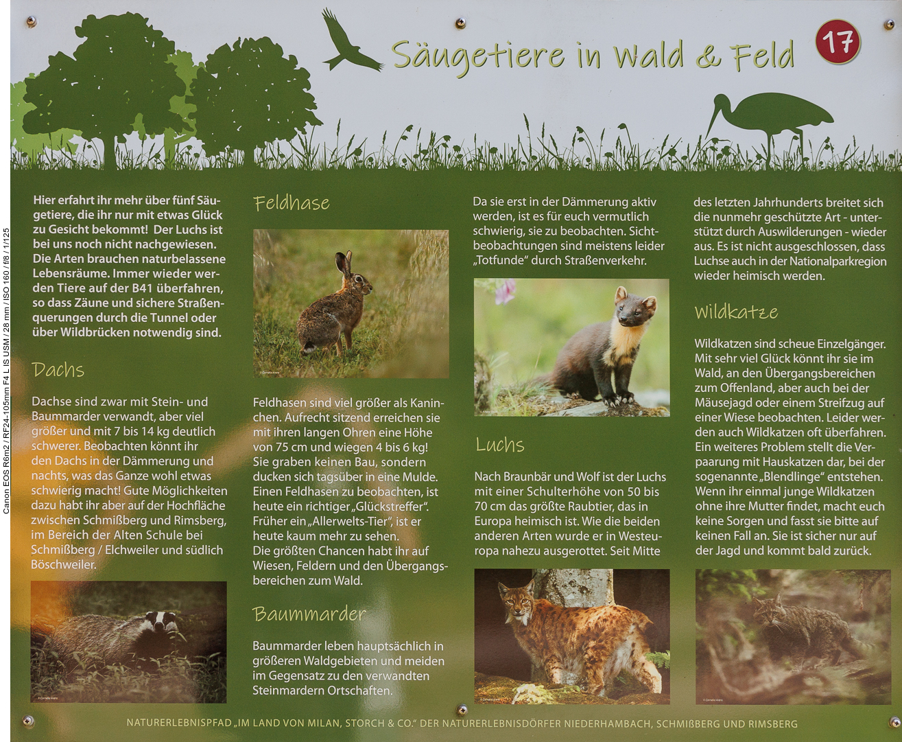 Infotafel Nr. 17: Säugetiere in Wald & Feld