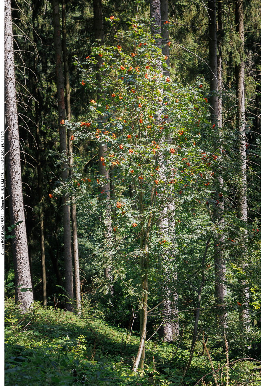 Eberesche [Sorbus aucuparia]