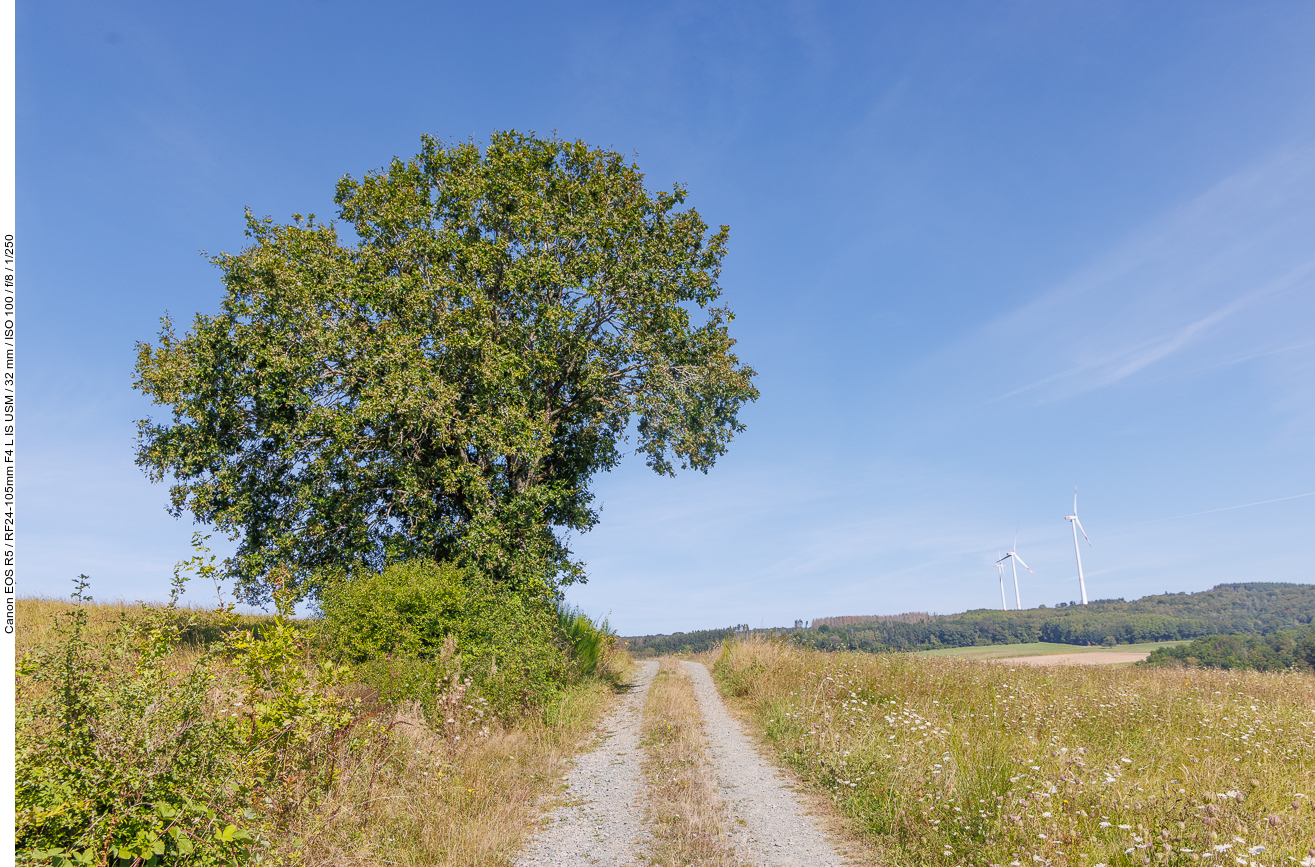 Schöner Baum am Weg