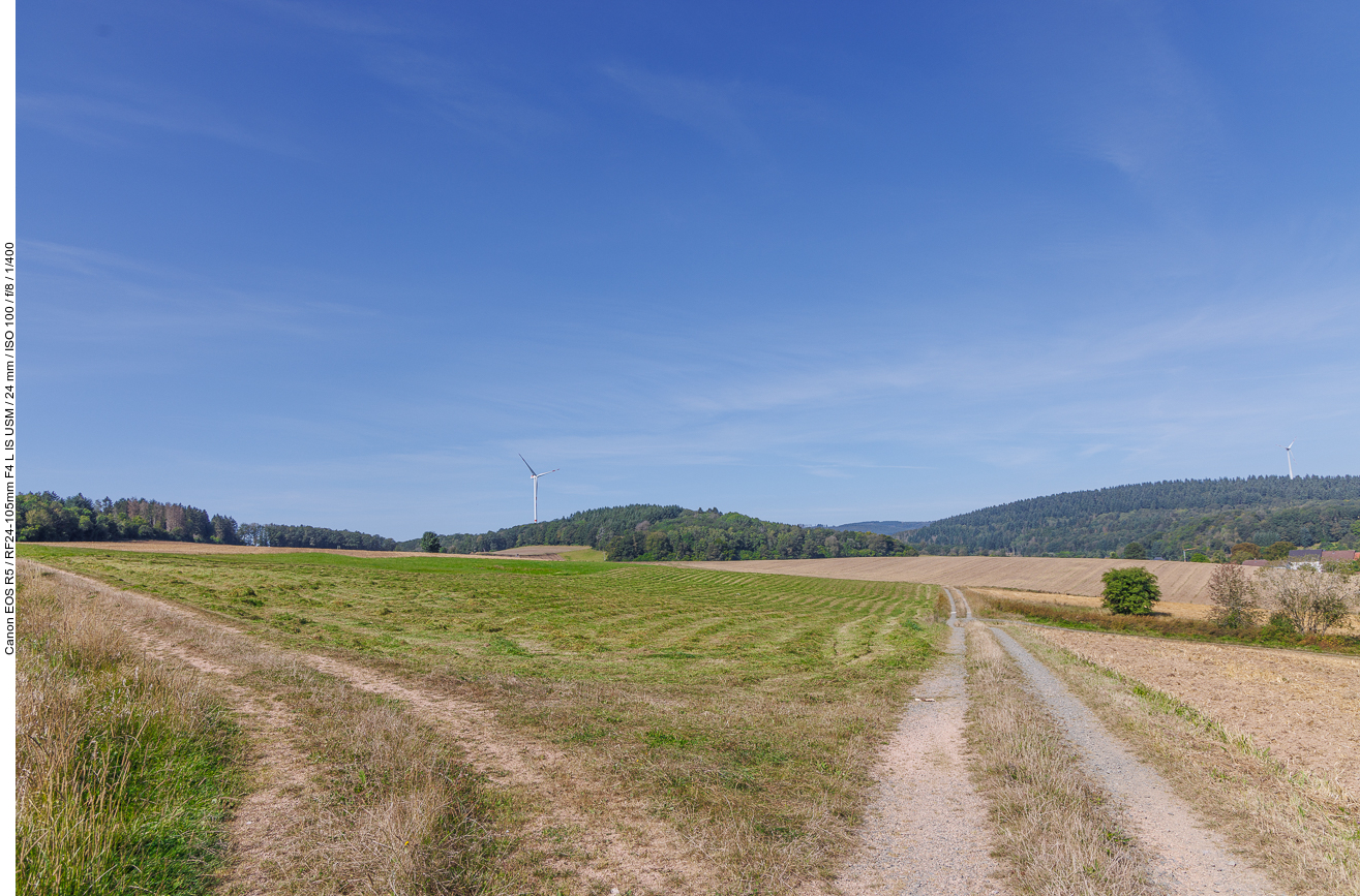 Rechts auf dem Baum sitzt ein Turmfalke ...