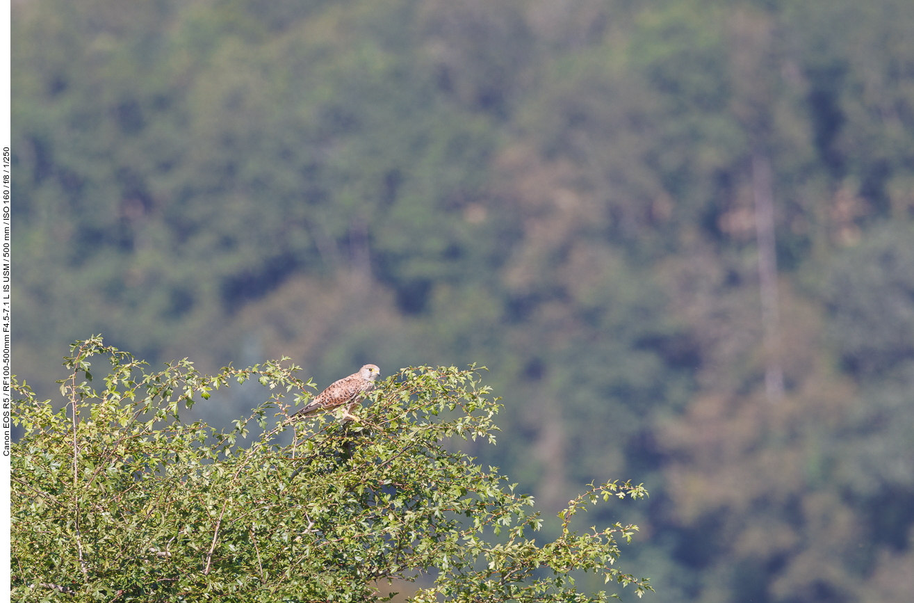 Turmfalke [Falco tinnunculus]