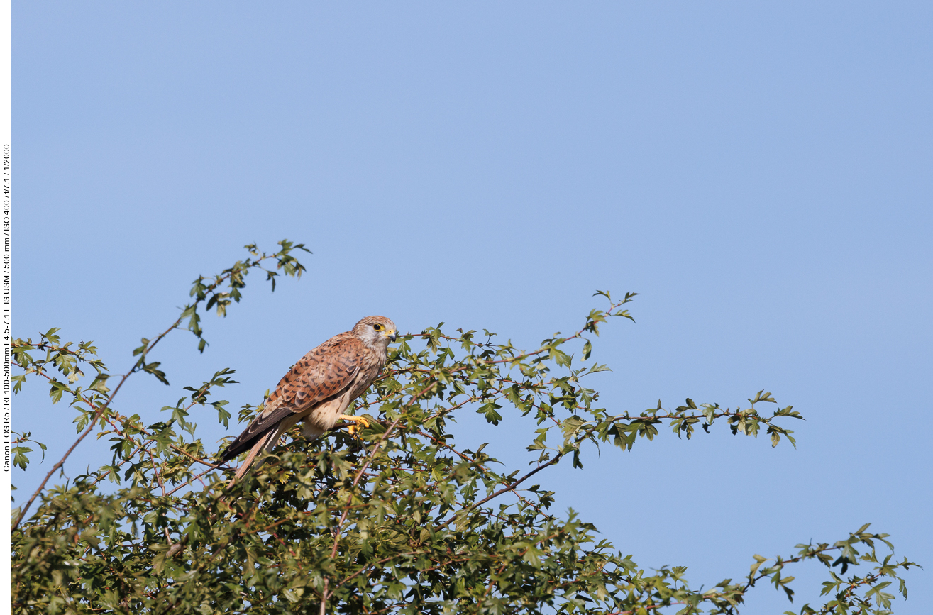 Turmfalke [Falco tinnunculus]