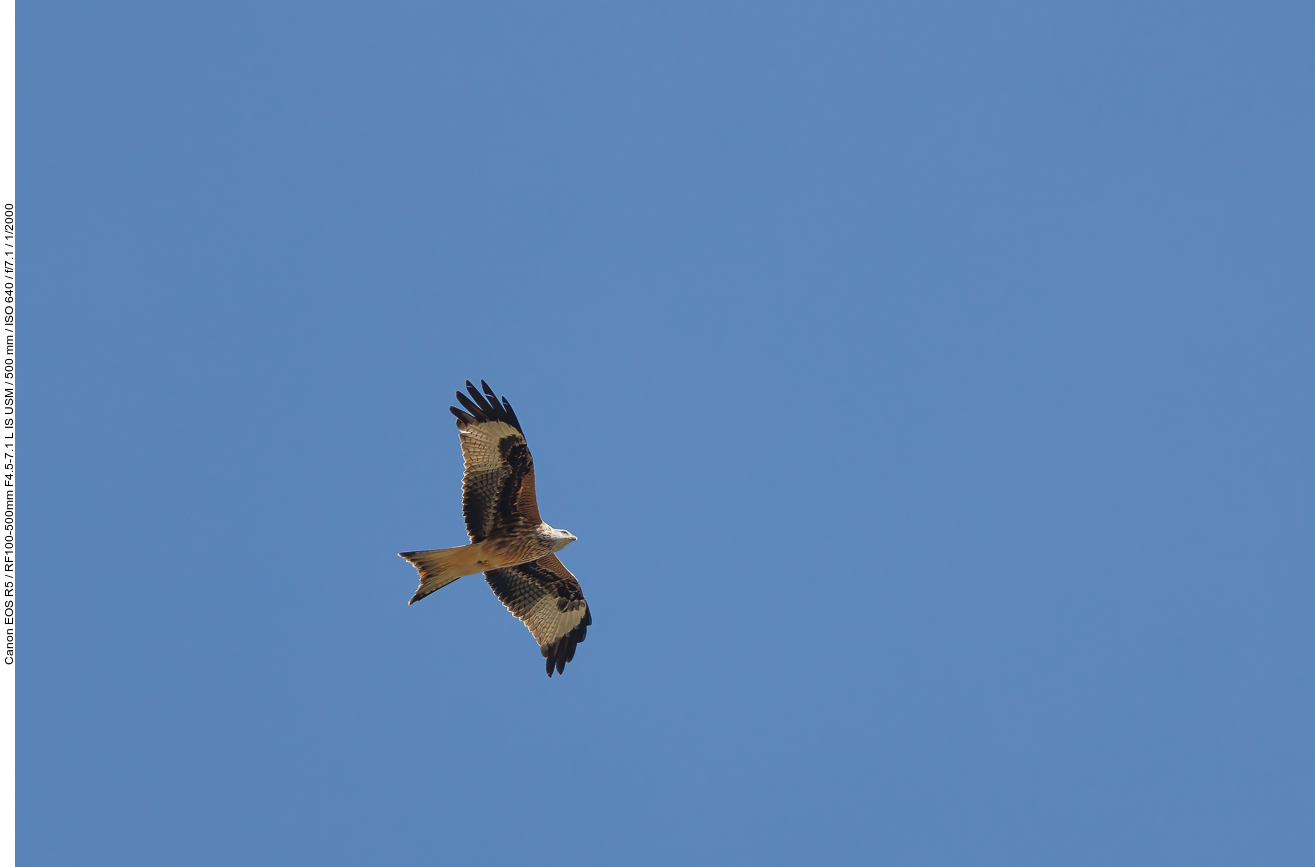 Und da kreist auch schon der o. g. Vogel