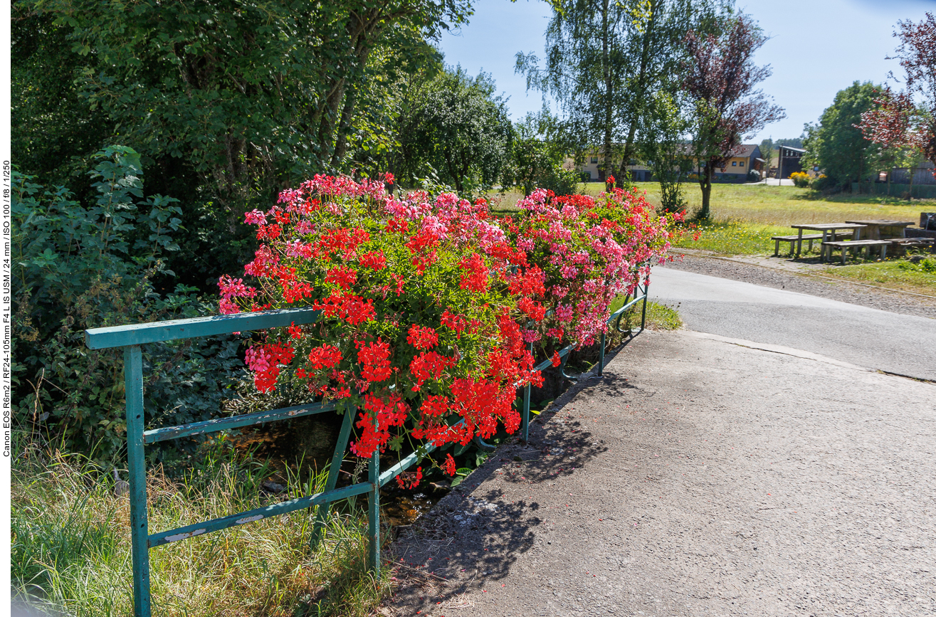 Blumenpracht