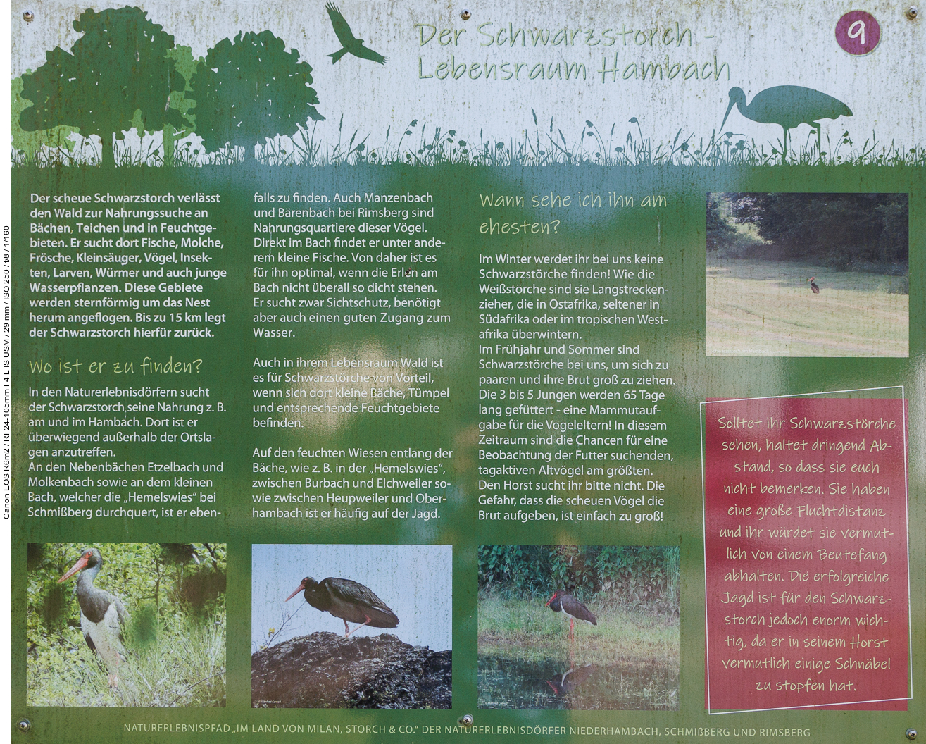 Infotafel Nr. 9: "Der Schwarzstorch - Lebensraum Hambach"