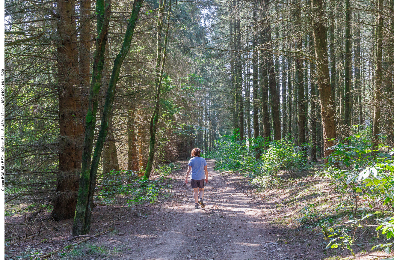 Breiter Waldweg