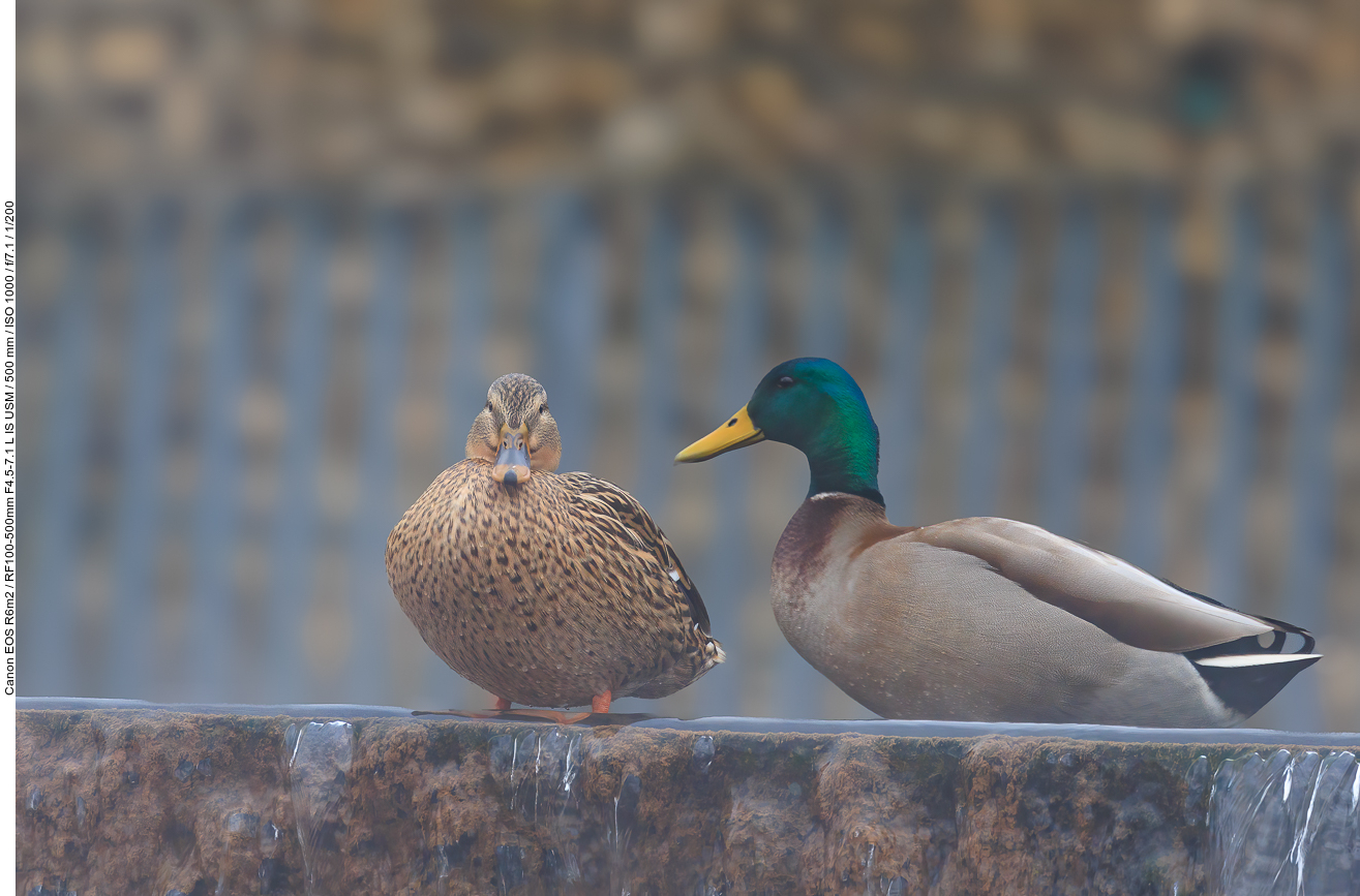 Stockenten wärmen sich die Füße im warmen Grubenwasser