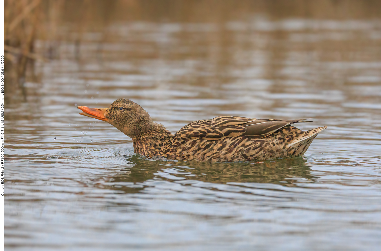 Stockente