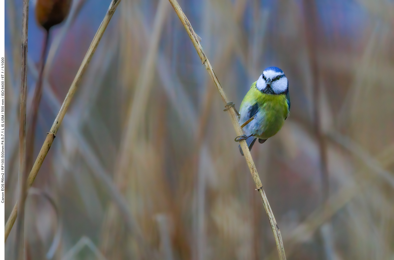 Blaumeise