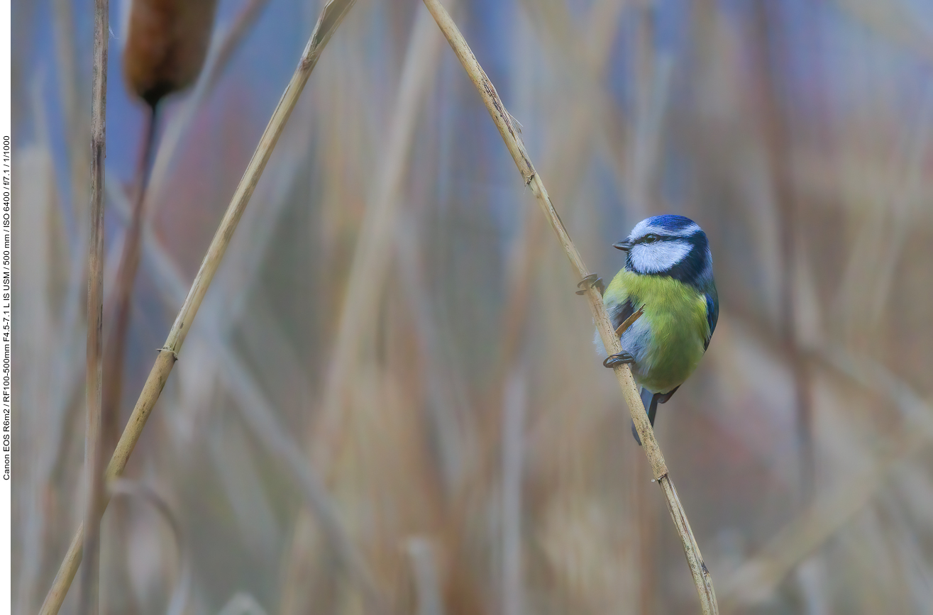 Blaumeise