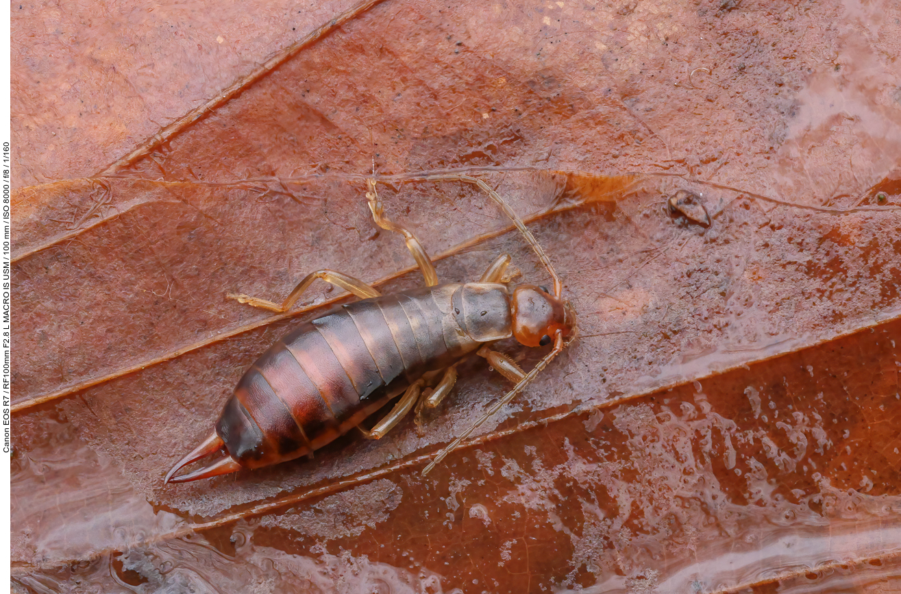 Ohrwürmer [Dermaptera] sind eine Ordnung der Insekten und gehören zu den Fluginsekten [Pterygota], genauer zu den Polyneoptera