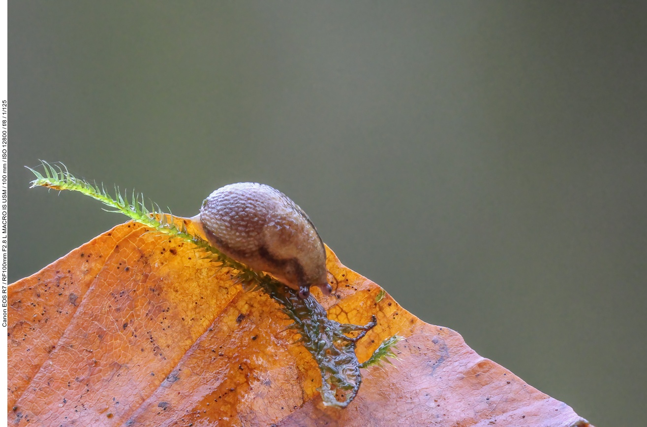 Kleine Schnecke, ca. 2-3 mm groß ...