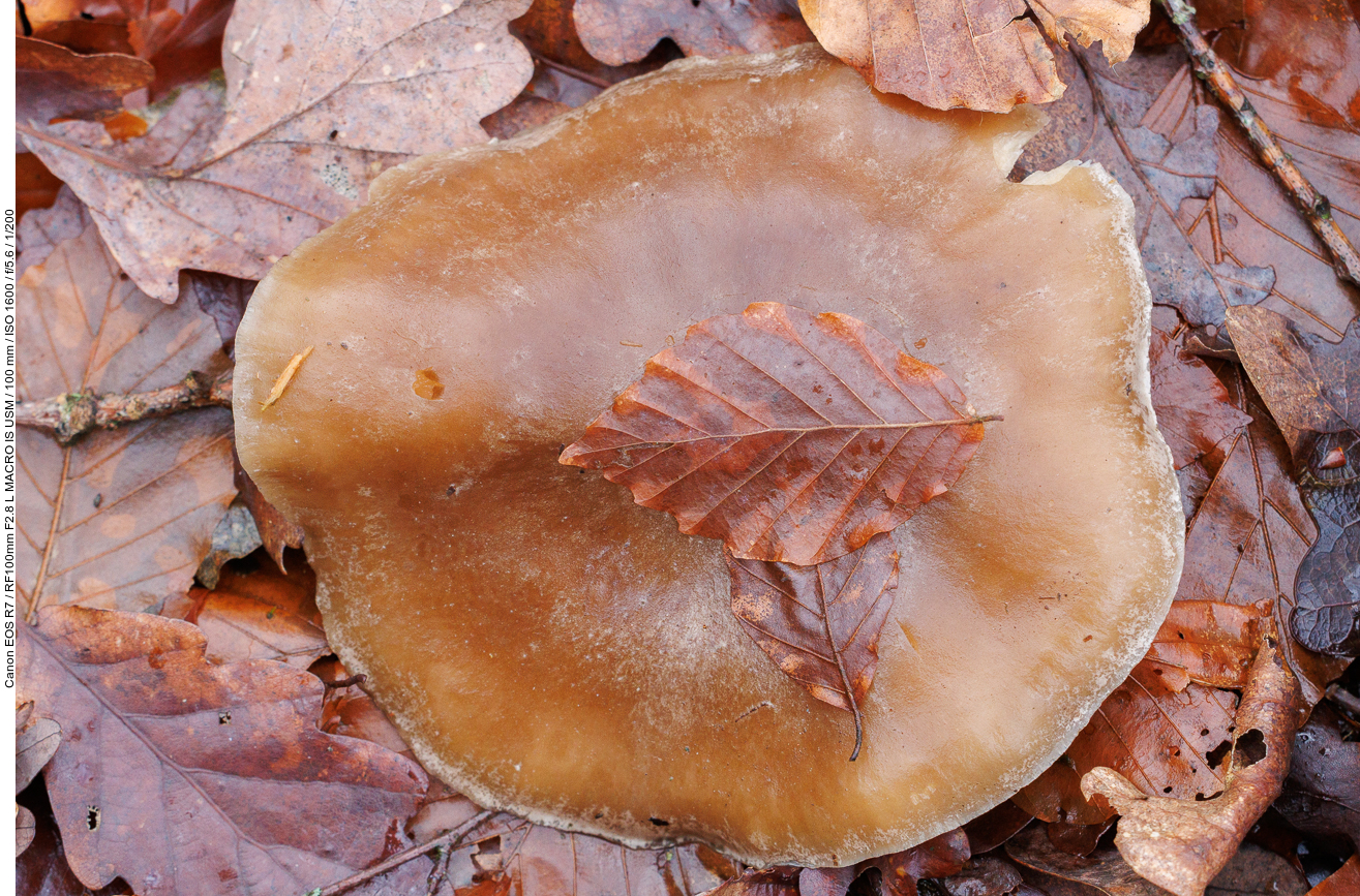 Rotbuchenblätter auf Pilz