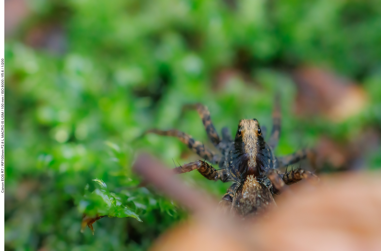 Kleine Spinne im Wald (nicht bestimmt)