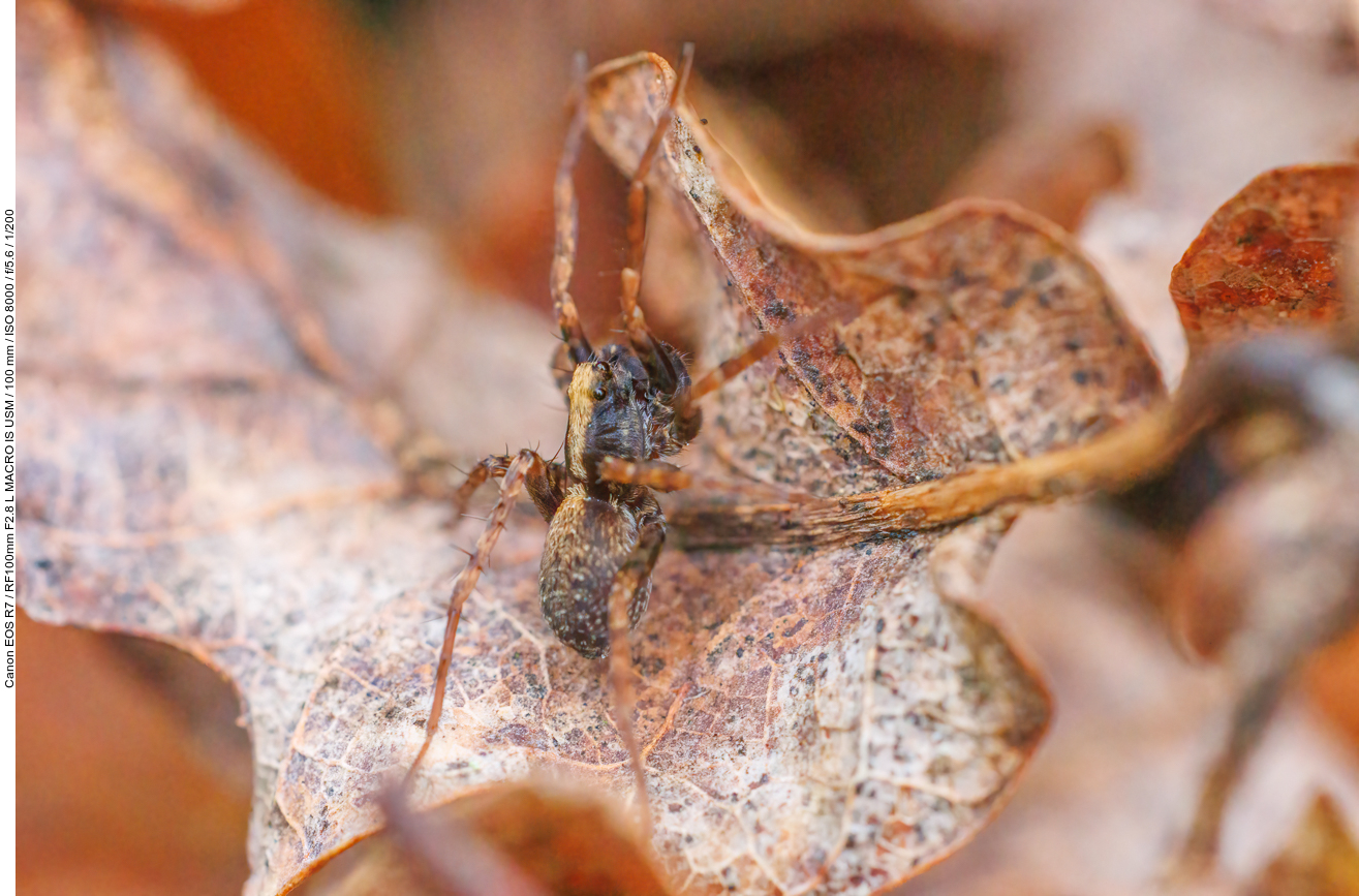 Kleine Spinne im Wald (nicht bestimmt)