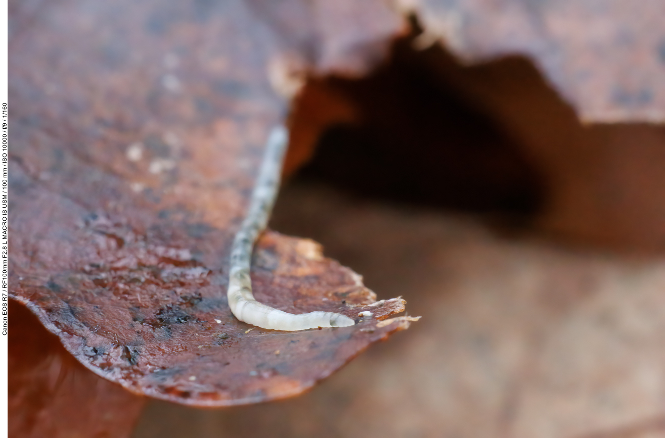 Die Enchyträen [Enchytraeidae] sind eine artenreiche Familie aus der Unterklasse der Wenigborster